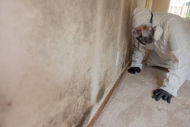 Best Mold removal after water damage  in USA